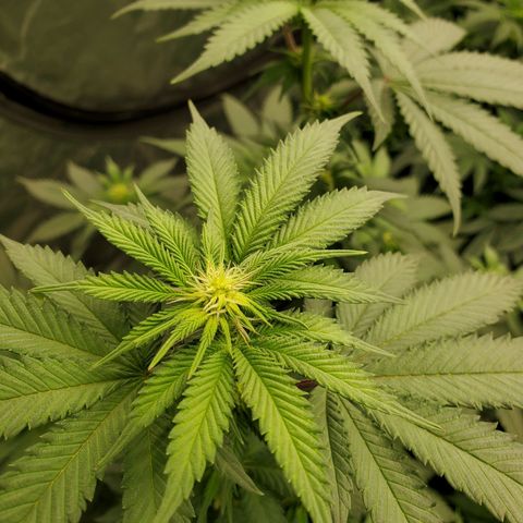Wedding Cake #2 growlog timeline photo