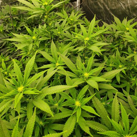 Wedding Cake #2 growlog timeline photo