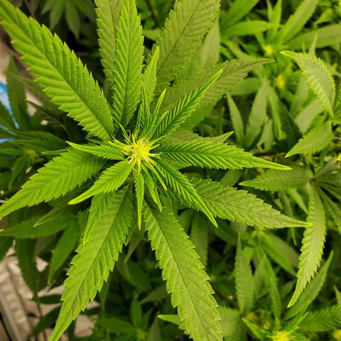 Wedding Cake #2 growlog timeline photo