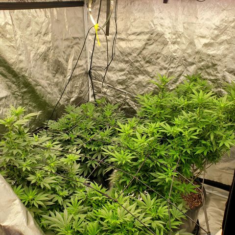 Wedding Cake #2 growlog timeline photo