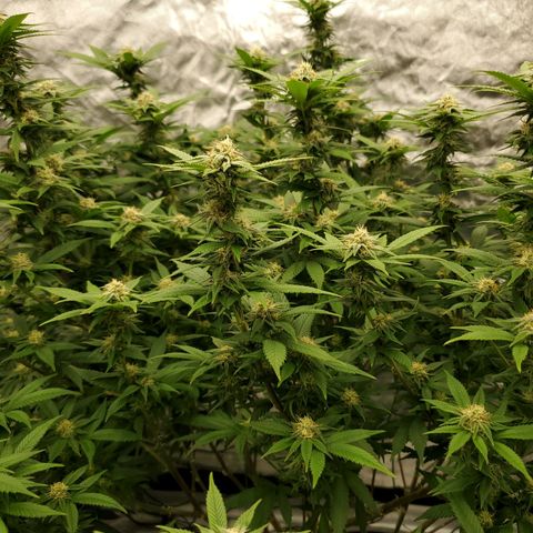 Wedding Cake #2 growlog photo: Week 5 into flower 