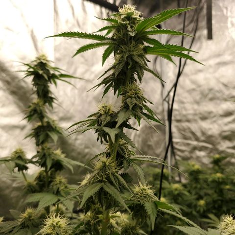 Wedding Cake #2 growlog photo: Week 5 into flower 