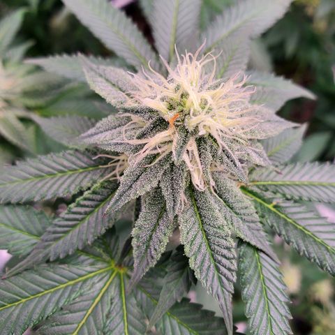 Wedding Cake #2 growlog photo: Week 5 into flower 
