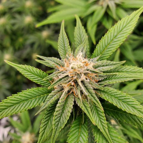 Wedding Cake #2 growlog photo: Week 5 into flower 