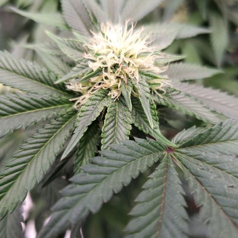 Wedding Cake #2 growlog photo: Week 5 into flower 
