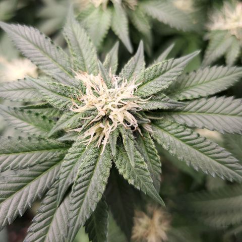 Wedding Cake #2 growlog photo: Week 5 into flower 