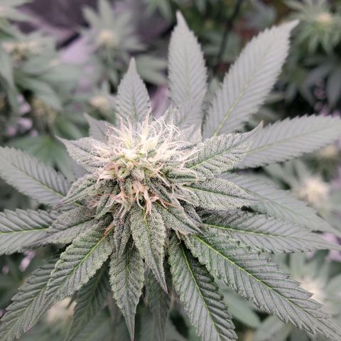 Wedding Cake #2 growlog photo: Week 5 into flower 