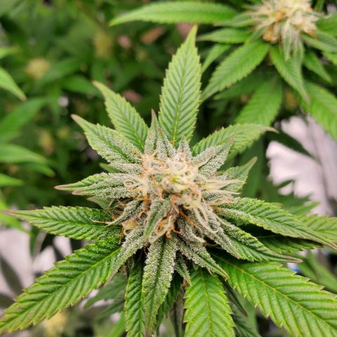 Wedding Cake #2 growlog photo: Week 5 into flower 