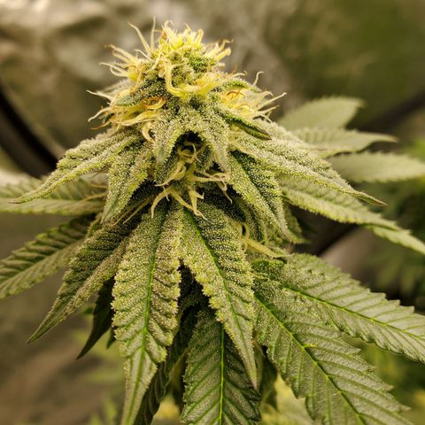 Wedding Cake #2 growlog photo: Week 5 into flower 