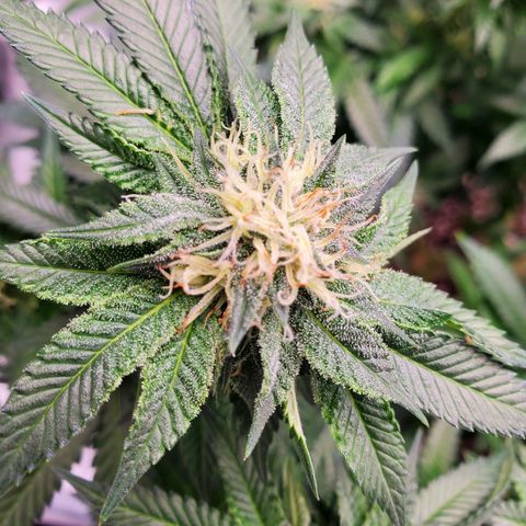 Wedding Cake #2 growlog photo: Week 5 into flower 
