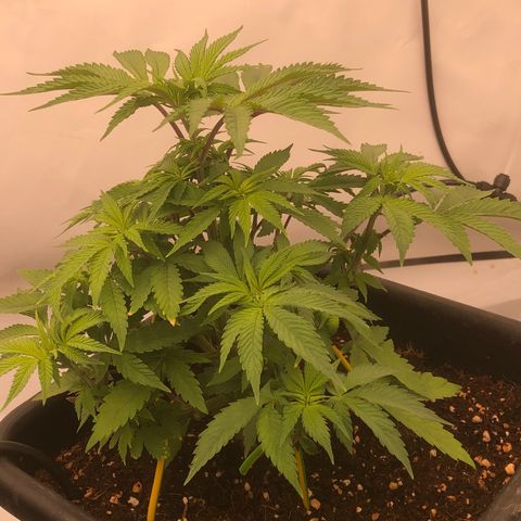White Biscotti OG XXL growlog timeline photo