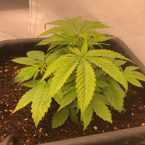 White Biscotti OG XXL growlog timeline photo