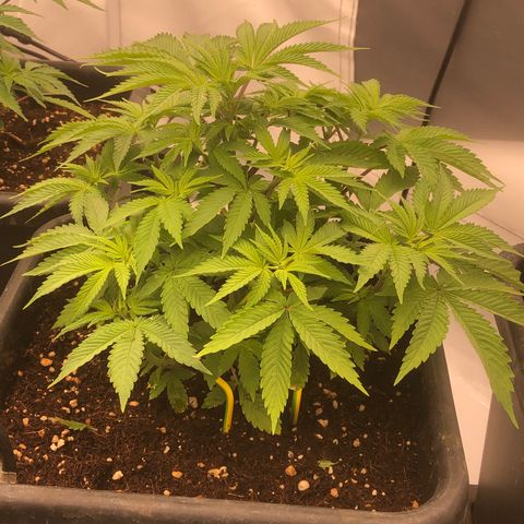 White Biscotti OG XXL growlog timeline photo