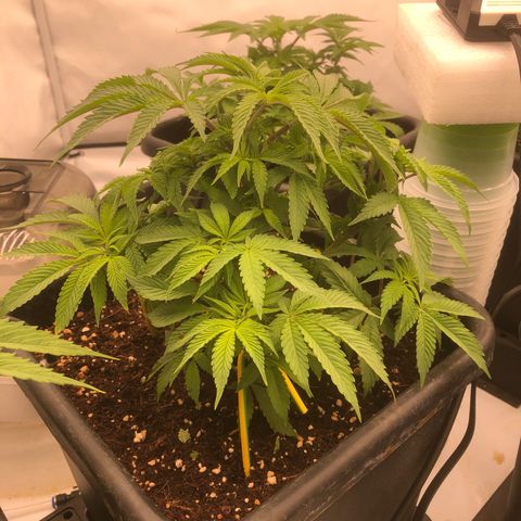 White Biscotti OG XXL growlog timeline photo