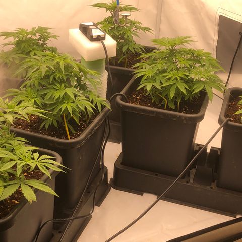 White Biscotti OG XXL growlog timeline photo