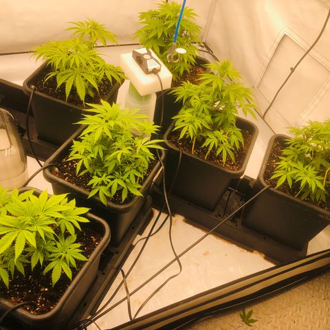 White Biscotti OG XXL growlog timeline photo