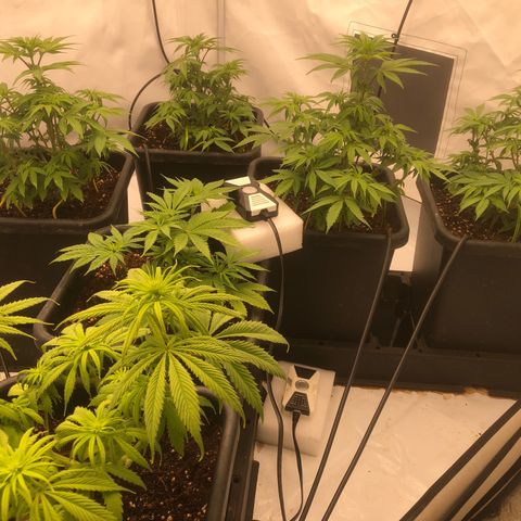 White Biscotti OG XXL growlog timeline photo