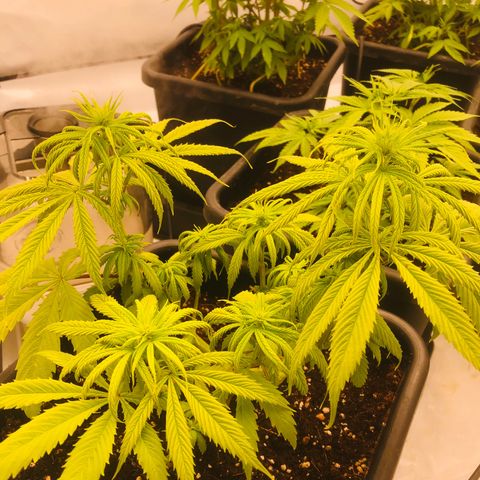 White Biscotti OG XXL growlog timeline photo