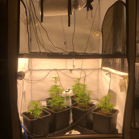 White Biscotti OG XXL growlog photo: Erste Grow  Setup