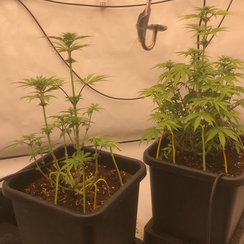 White Biscotti OG XXL growlog timeline photo