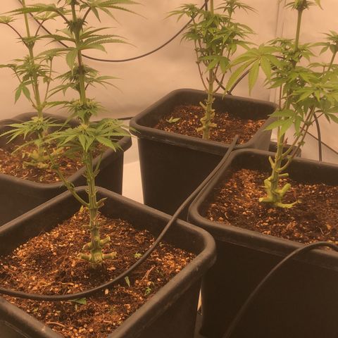 White Biscotti OG XXL growlog timeline photo