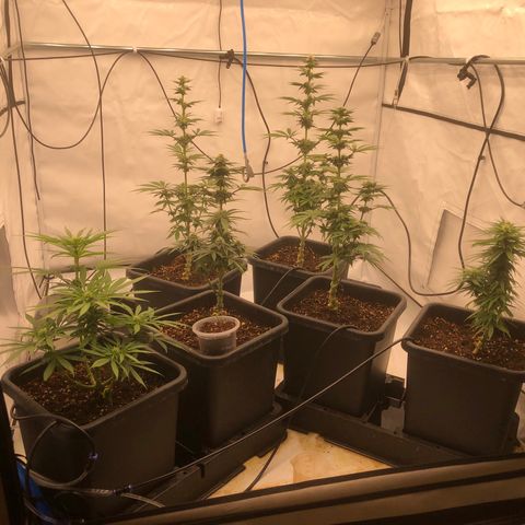 White Biscotti OG XXL growlog timeline photo