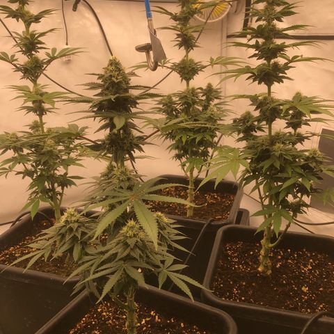 White Biscotti OG XXL growlog timeline photo