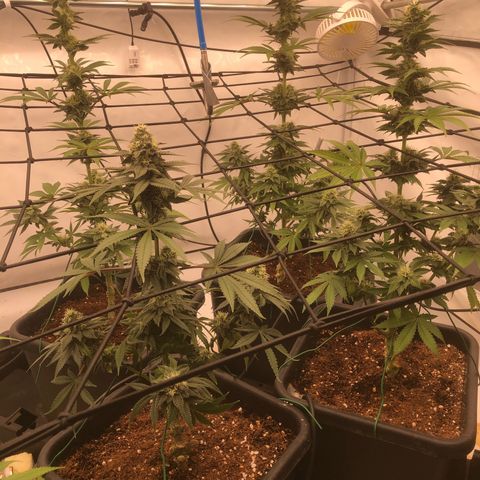 White Biscotti OG XXL growlog timeline photo
