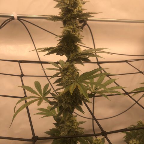 White Biscotti OG XXL growlog timeline photo