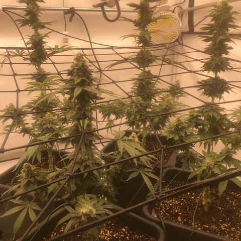 White Biscotti OG XXL growlog timeline photo