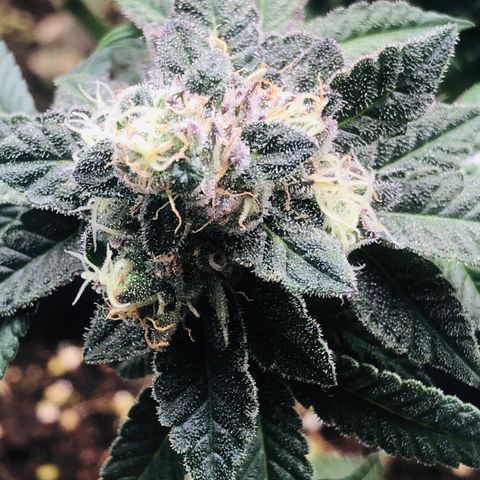 White Biscotti OG XXL growlog timeline photo