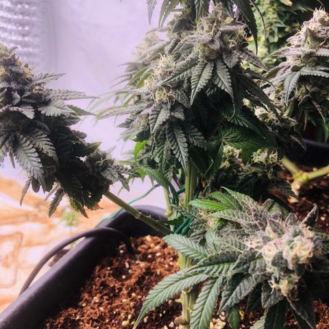 White Biscotti OG XXL growlog timeline photo