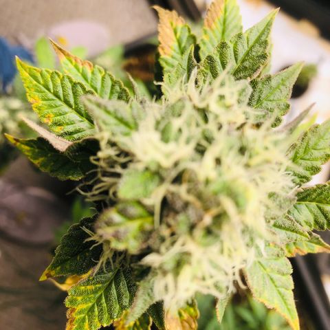 White Biscotti OG XXL growlog timeline photo