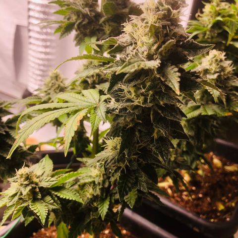 White Biscotti OG XXL growlog timeline photo