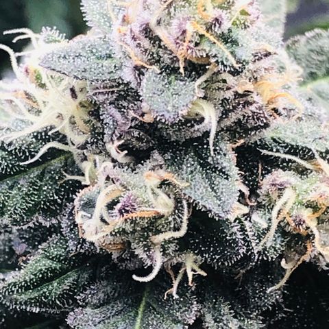 White Biscotti OG XXL growlog timeline photo