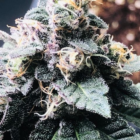 White Biscotti OG XXL growlog timeline photo