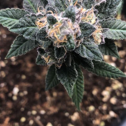 White Biscotti OG XXL growlog timeline photo