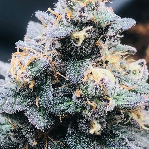 White Biscotti OG XXL growlog timeline photo