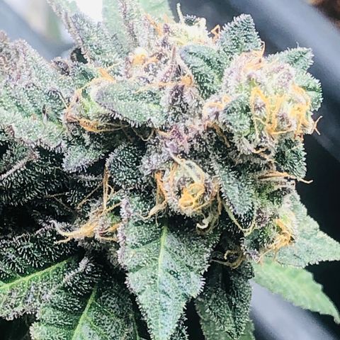 White Biscotti OG XXL growlog timeline photo