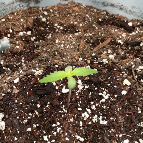  Bubba growlog photo: First week of seedling. 
