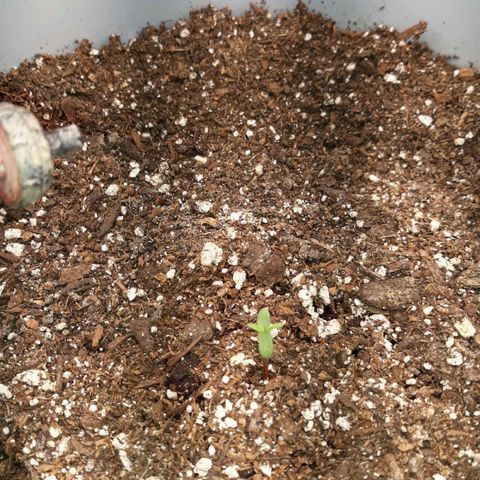  Bubba growlog timeline photo