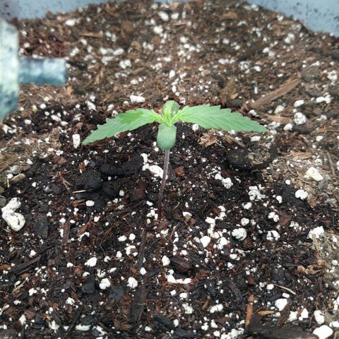  Bubba growlog photo: First Week. 