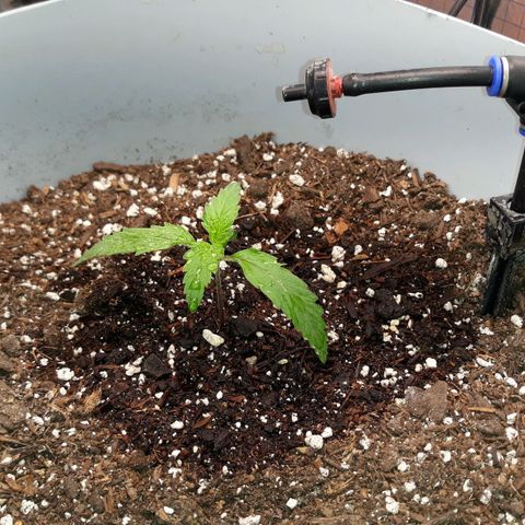  Bubba growlog timeline photo