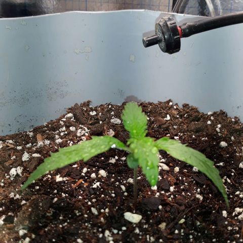  Bubba growlog timeline photo