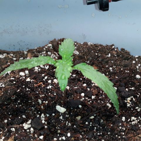  Bubba growlog photo: Day eight. Almost into veg.
