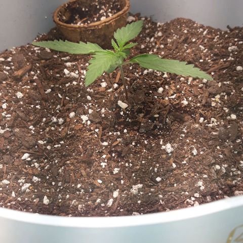  Bubba growlog timeline photo