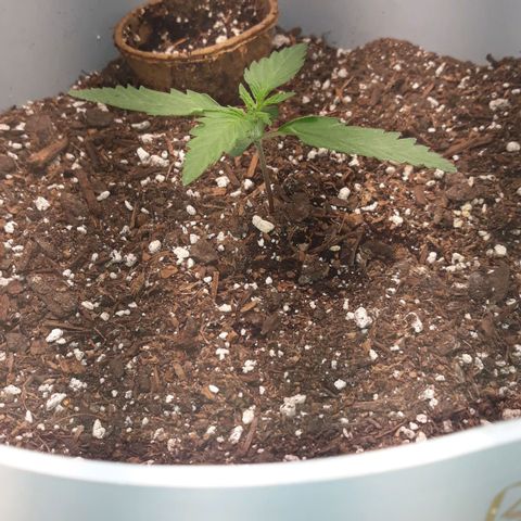  Bubba growlog photo: Plant is looking great. 