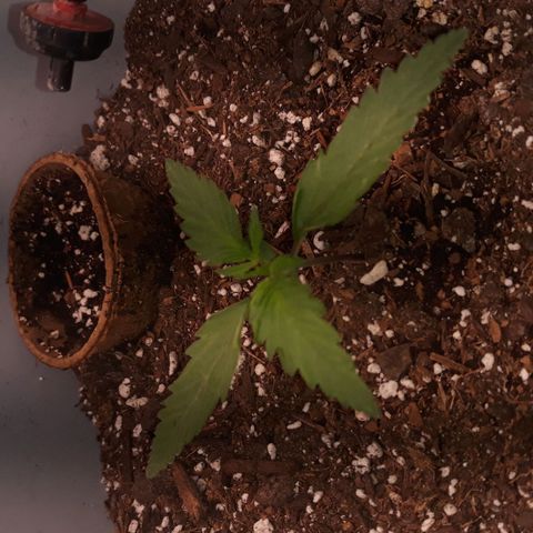  Bubba growlog photo: Plant is looking great. 