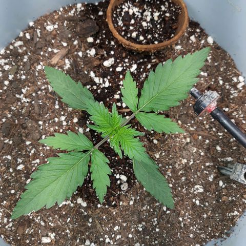  Bubba growlog photo: Veggin......