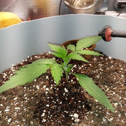  Bubba growlog photo: Veggin......